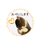 可愛い黒猫たち（個別スタンプ：22）