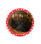 可愛い黒猫たち（個別スタンプ：24）