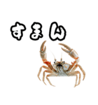 キレ蟹（個別スタンプ：8）
