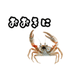 キレ蟹（個別スタンプ：11）