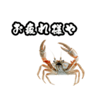 キレ蟹（個別スタンプ：14）