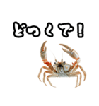 キレ蟹（個別スタンプ：20）
