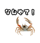 キレ蟹（個別スタンプ：23）