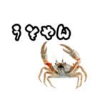 キレ蟹（個別スタンプ：24）