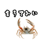 キレ蟹（個別スタンプ：27）