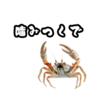 キレ蟹（個別スタンプ：29）