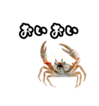 キレ蟹（個別スタンプ：34）