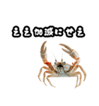 キレ蟹（個別スタンプ：36）