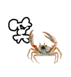キレ蟹（個別スタンプ：37）