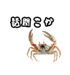 キレ蟹（個別スタンプ：39）