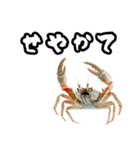 キレ蟹（個別スタンプ：40）