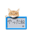 リアルふわ猫の磁気ボードでか文字日常（個別スタンプ：2）