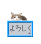 リアルふわ猫の磁気ボードでか文字日常（個別スタンプ：3）