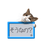 リアルふわ猫の磁気ボードでか文字日常（個別スタンプ：7）