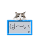 リアルふわ猫の磁気ボードでか文字日常（個別スタンプ：8）