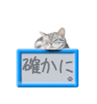 リアルふわ猫の磁気ボードでか文字日常（個別スタンプ：10）