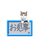 リアルふわ猫の磁気ボードでか文字日常（個別スタンプ：18）