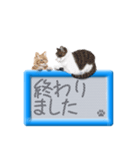 リアルふわ猫の磁気ボードでか文字日常（個別スタンプ：25）