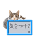 リアルふわ猫の磁気ボードでか文字日常（個別スタンプ：29）