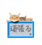 リアルふわ猫の磁気ボードでか文字日常（個別スタンプ：35）