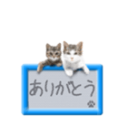 リアルふわ猫の磁気ボードでか文字日常（個別スタンプ：36）