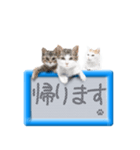 リアルふわ猫の磁気ボードでか文字日常（個別スタンプ：37）