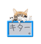 リアルふわ猫の磁気ボードでか文字日常（個別スタンプ：40）