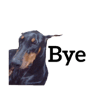 【英語版】ドーベルマン犬（個別スタンプ：1）