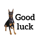 【英語版】ドーベルマン犬（個別スタンプ：5）