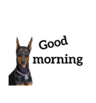 【英語版】ドーベルマン犬（個別スタンプ：6）