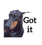 【英語版】ドーベルマン犬（個別スタンプ：8）