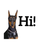 【英語版】ドーベルマン犬（個別スタンプ：11）