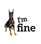 【英語版】ドーベルマン犬（個別スタンプ：14）
