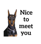 【英語版】ドーベルマン犬（個別スタンプ：22）