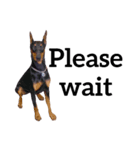 【英語版】ドーベルマン犬（個別スタンプ：28）