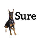 【英語版】ドーベルマン犬（個別スタンプ：30）