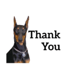 【英語版】ドーベルマン犬（個別スタンプ：35）