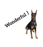 【英語版】ドーベルマン犬（個別スタンプ：40）