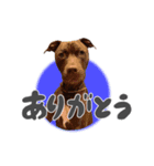 ロジャー♂（個別スタンプ：1）