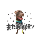 ロジャー♂（個別スタンプ：5）