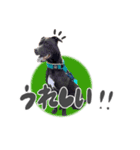 ロジャー♂（個別スタンプ：8）