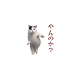 動く！踊る猫ミーム！(パート8)（個別スタンプ：2）