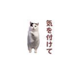 動く！踊る猫ミーム！(パート8)（個別スタンプ：17）