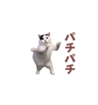 動く！踊る猫ミーム！(パート8)（個別スタンプ：22）