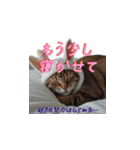 どうしてもウサギになりたいネコ1（個別スタンプ：19）