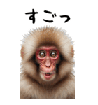 リアル猿【BIGスタンプ】（個別スタンプ：5）