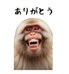 リアル猿【BIGスタンプ】（個別スタンプ：6）