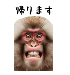 リアル猿【BIGスタンプ】（個別スタンプ：8）