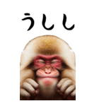 リアル猿【BIGスタンプ】（個別スタンプ：9）