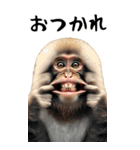 リアル猿【BIGスタンプ】（個別スタンプ：13）